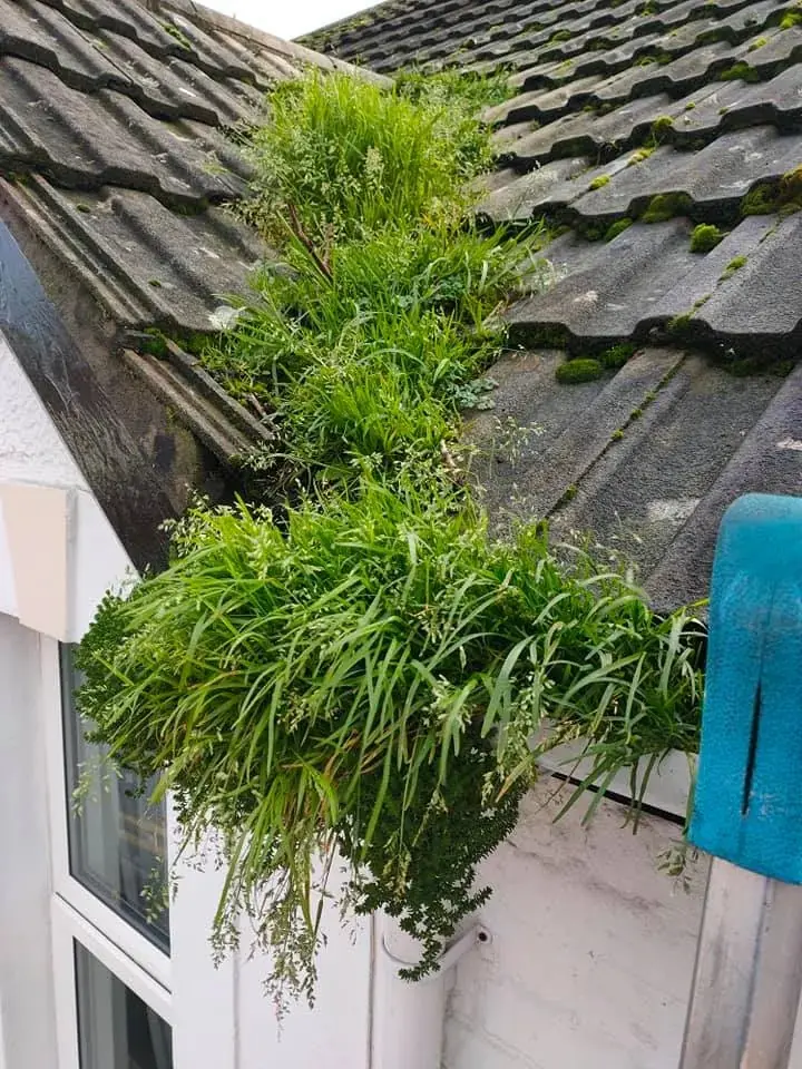 A gutter overflowing with weeds and plants before clearing